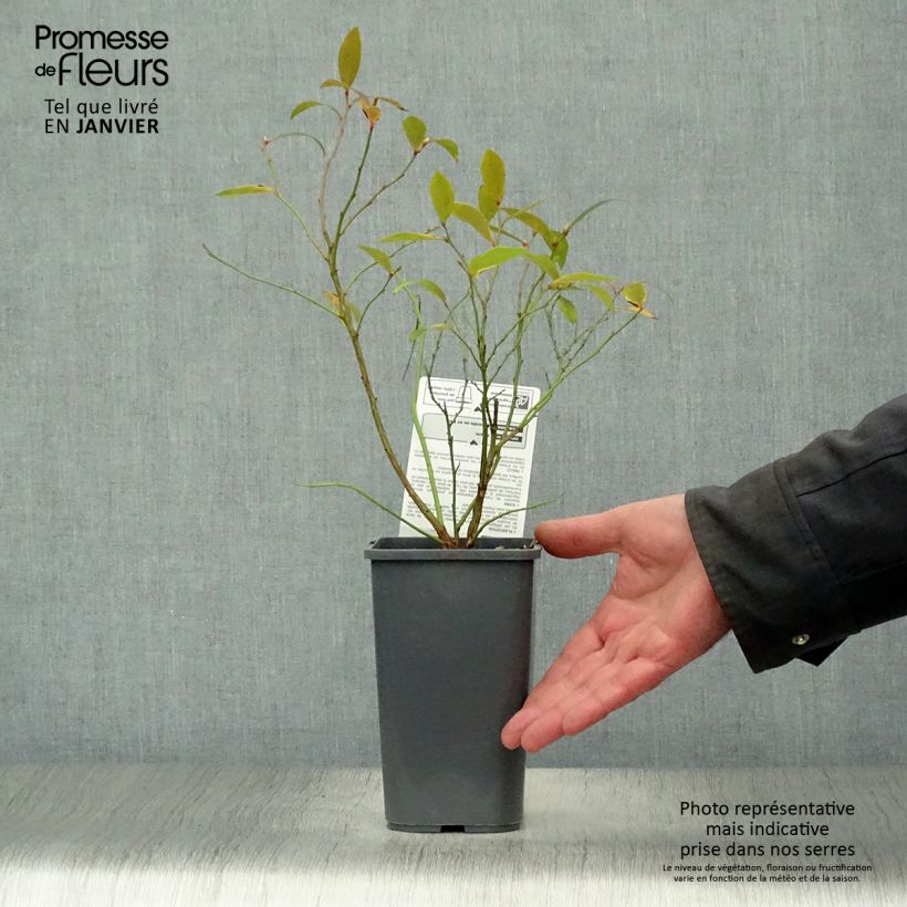 Vaccinium x ashei Pink Lemonade Bio - Mirtillo rosa Vaso da 1,5L/2L, A cespuglio esemplare consegnato in inverno