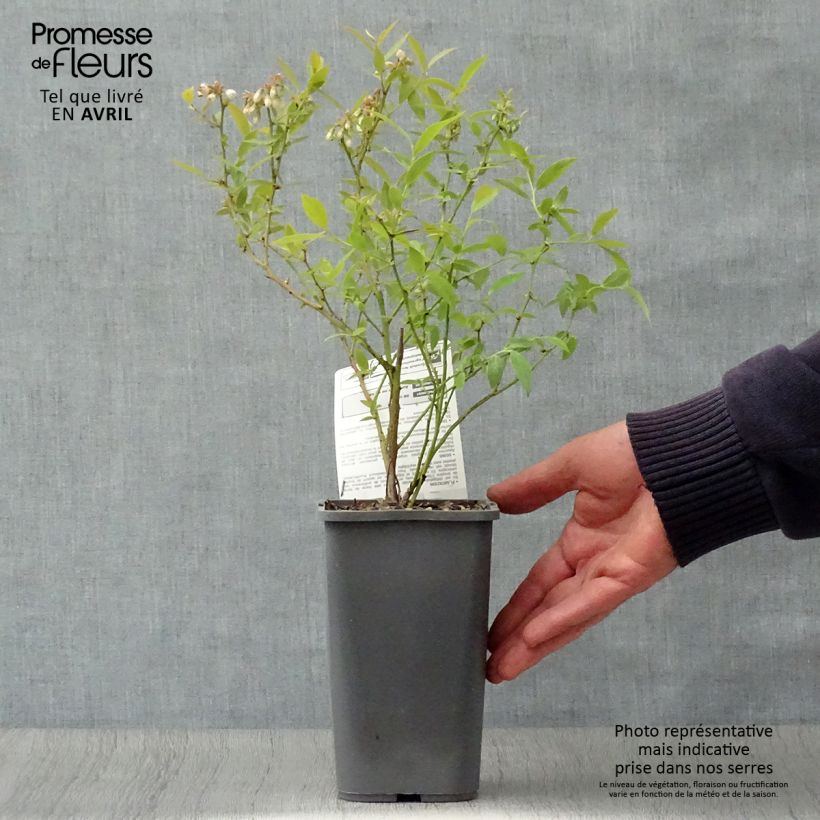 Vaccinium x ashei Pink Lemonade Bio - Mirtillo rosa Vaso da 1,5L/2L, A cespuglio esemplare consegnato in primavera