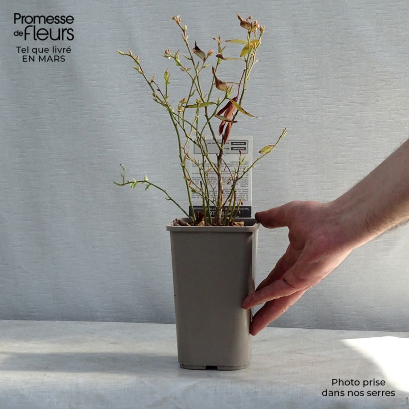 Vaccinium x ashei Pink Lemonade - Mirtillo rosa Vaso da 1L/1,5L, A cespuglio esemplare consegnato in primavera