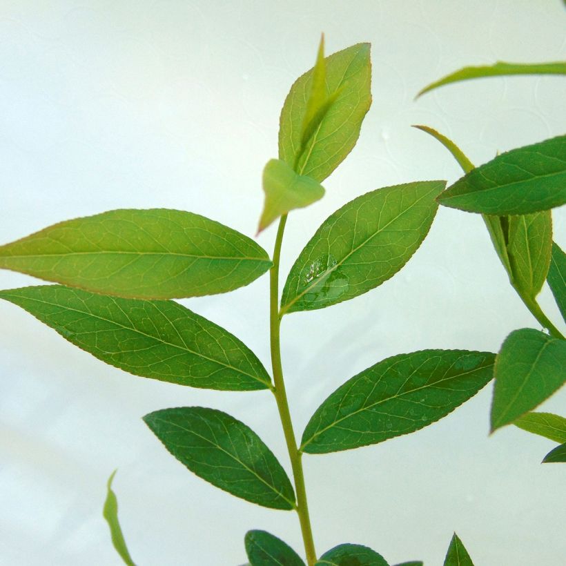 Vaccinium x ashei Pink Lemonade - Mirtillo rosa (Fogliame)