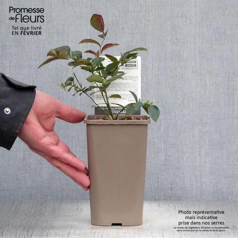 Vaccinium x ashei Powder Blue - Mirtillo rosa Vaso da 1,5L/2L, A cespuglio esemplare consegnato in inverno