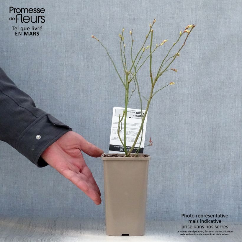 Mirtillo gigante americano - Reka Vaso da 1,5L/2L, A cespuglio esemplare consegnato in primavera