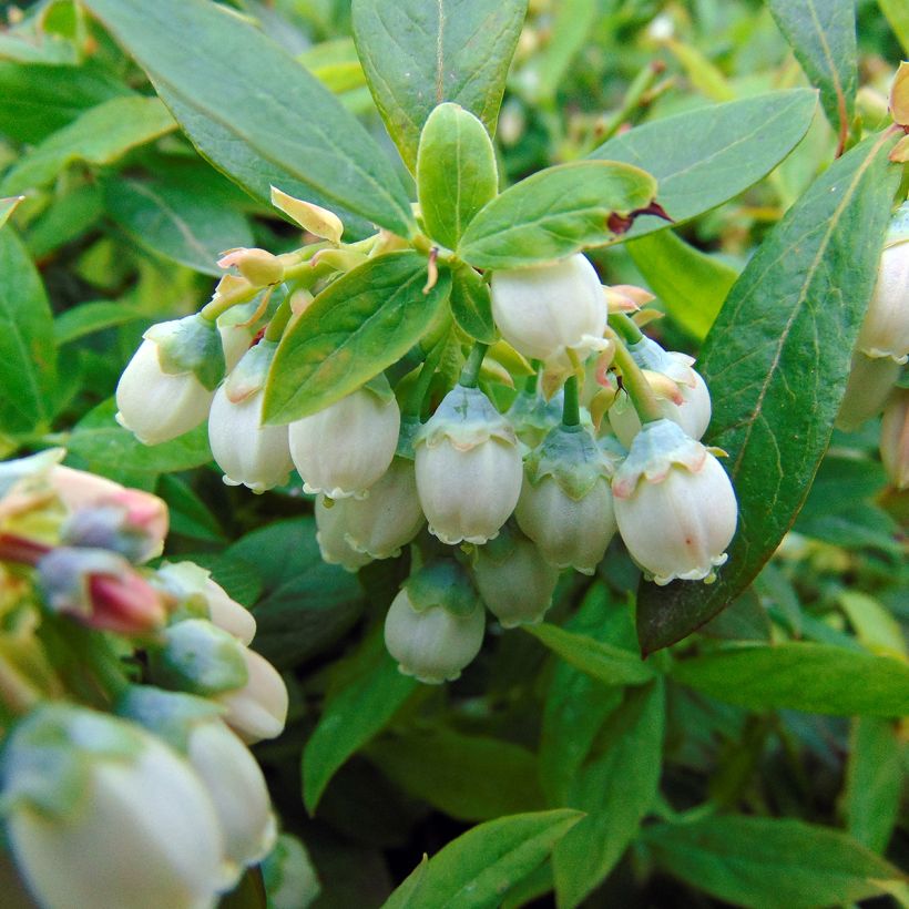 Mirtillo gigante americano - Sunshine Blue (Fioritura)