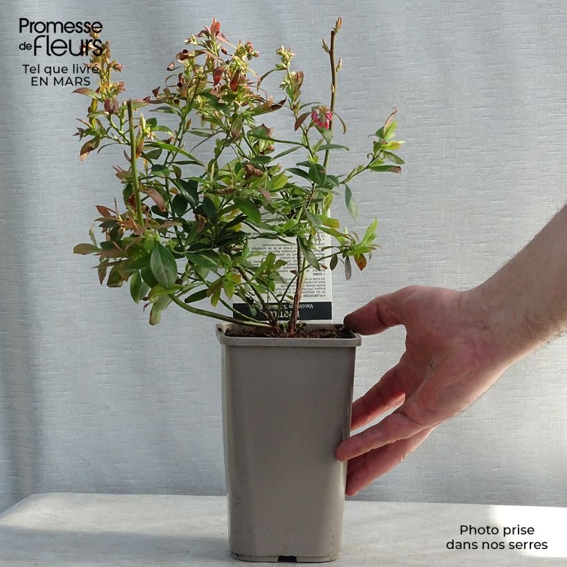 Mirtillo gigante americano - Sunshine Blue Vasetto da 8/9 cm, A cespuglio esemplare consegnato in inverno