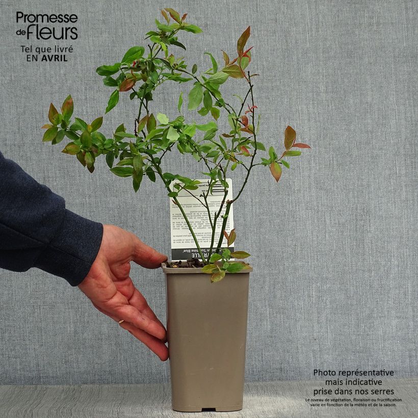 Mirtillo gigante americano - Sunshine Blue Vasetto da 8/9 cm, A cespuglio esemplare consegnato in primavera