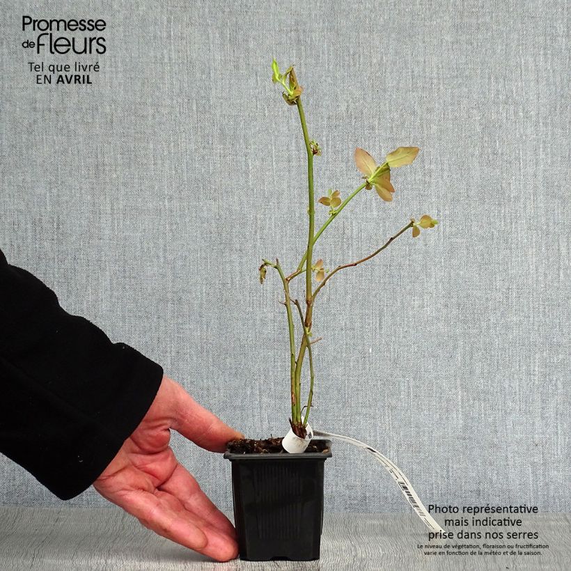 Mirtillo gigante americano - Yello!Berryblue 'Andval1601' Vasetto da 8/9 cm, A cespuglio esemplare consegnato in primavera