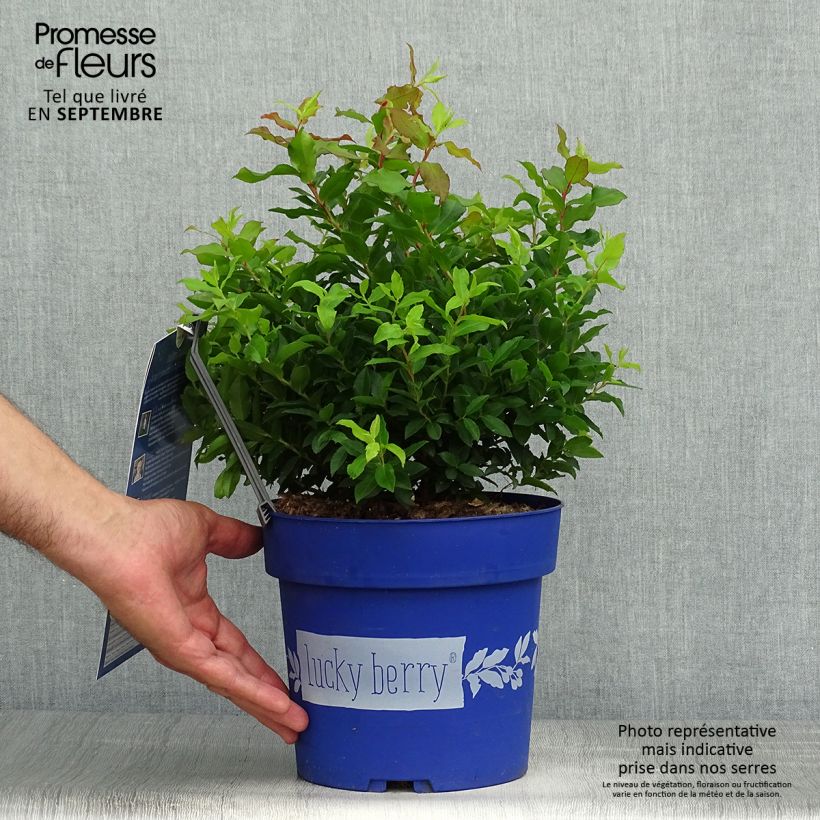 Esemplare di Mirtillo gigante americano - Lucky Berry Vaso da 4L/5L, Multifusto come consegnato in autunno