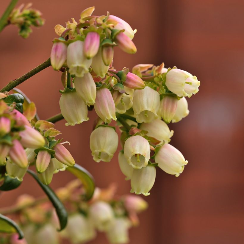 Mirtillo gigante americano - Patriot Bio (Fioritura)