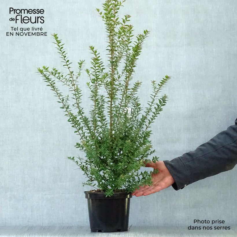 Esemplare di Myrtus communis subsp.tarentina - Mirto tarantino Vaso da 2L/3L come consegnato in autunno