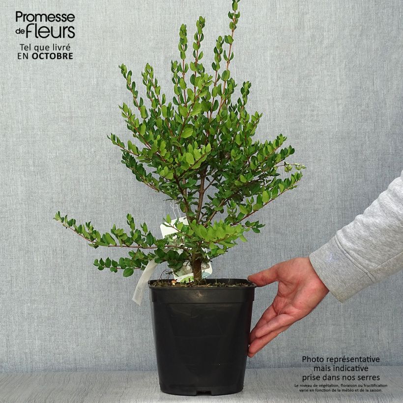 Esemplare di Myrtus luma Vaso da 3L/4L come consegnato in autunno