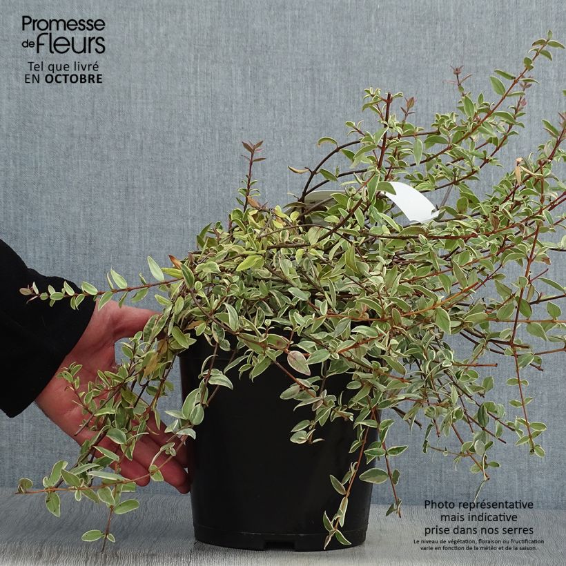 Esemplare di Myrtus ugni Flambeau Vaso da 3L/4L come consegnato in autunno