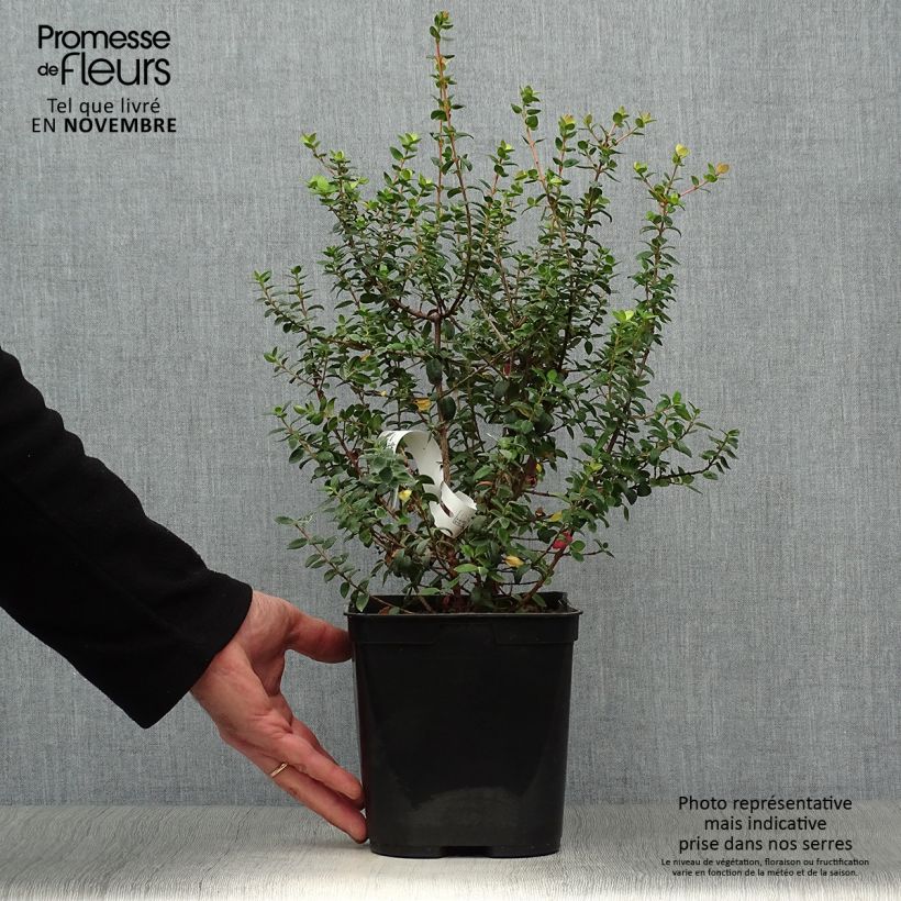 Esemplare di Myrtus ugni Butterball Vaso da 2L/3L come consegnato in autunno