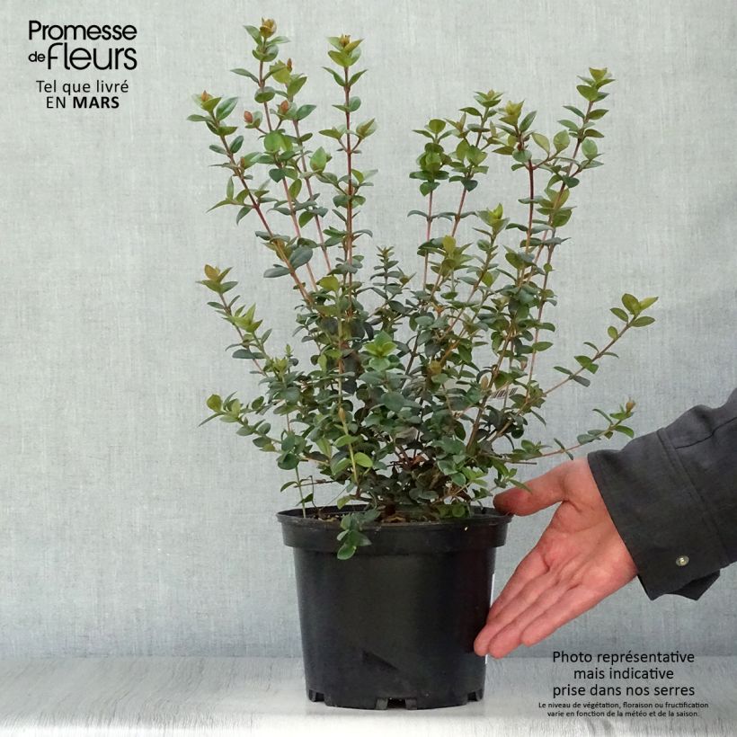 Myrtus ugni Elite Vaso da 2L/3L esemplare consegnato in primavera