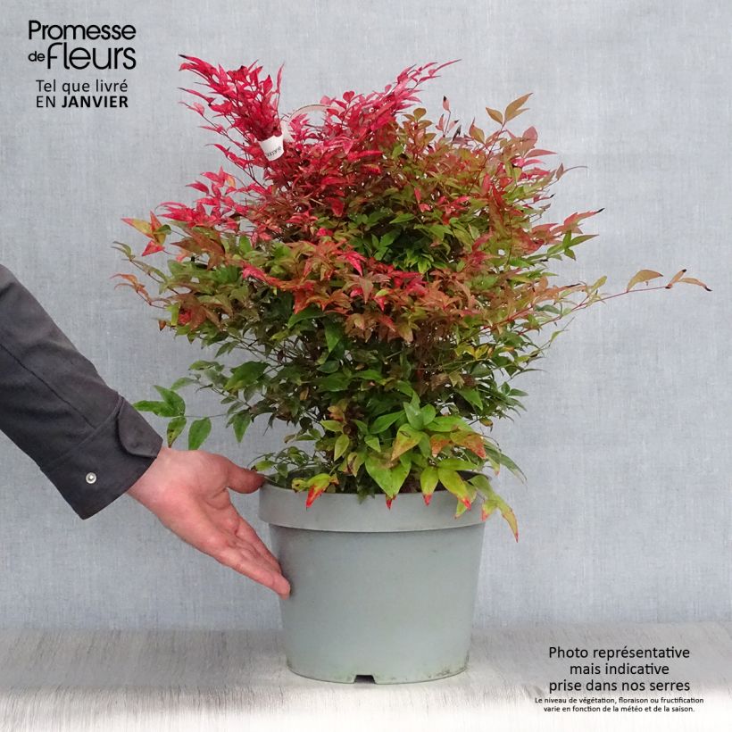Nandina domestica Obsessed Seika Vaso da 7,5L/10L esemplare consegnato in inverno