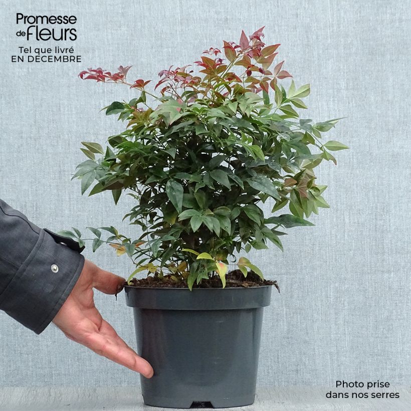 Nandina domestica Obsessed Seika Vaso da 2L/3L esemplare consegnato in inverno