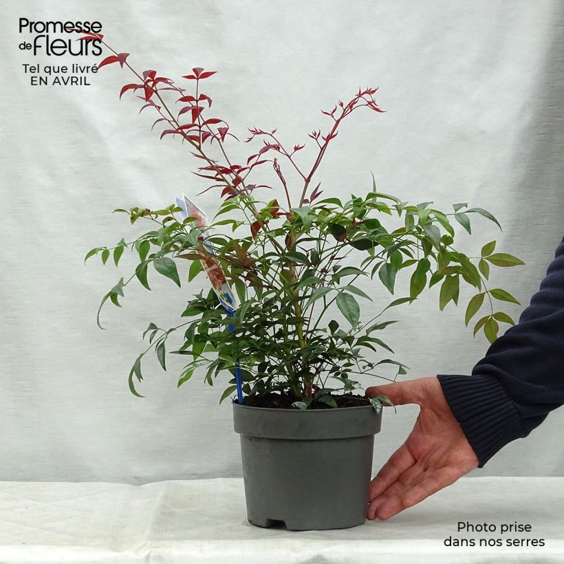 Nandina domestica Obsessed Seika Vaso da 2L/3L esemplare consegnato in primavera