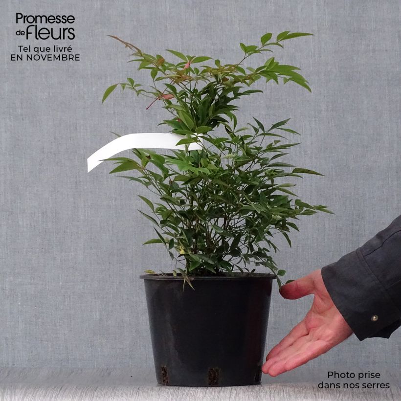 Esemplare di Nandina domestica - Bambù sacro Vaso da 2L/3L come consegnato in autunno