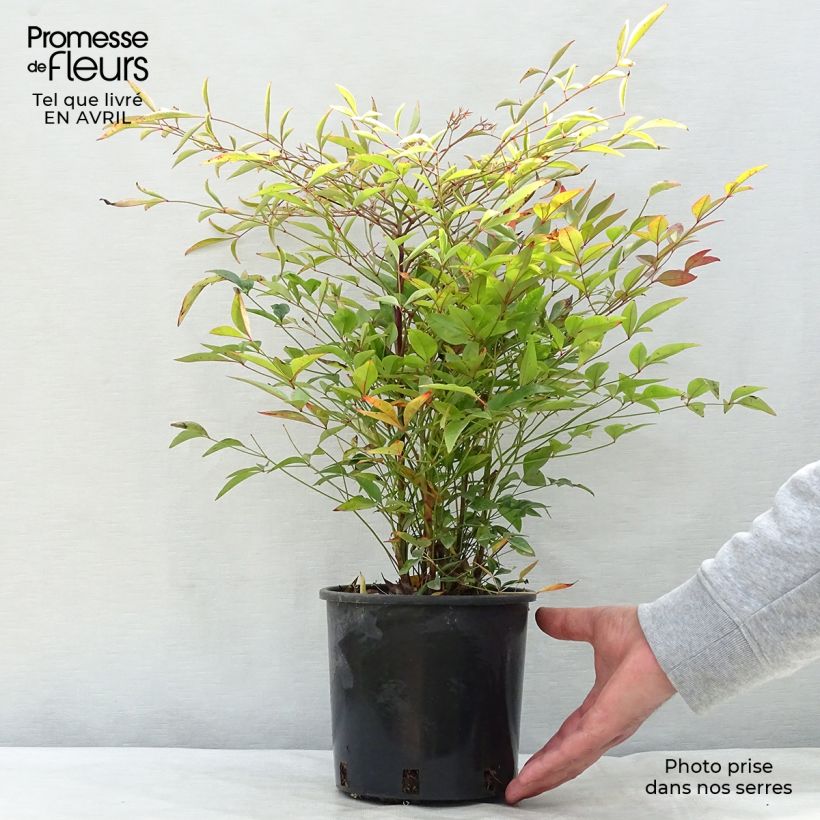 Nandina domestica - Bambù sacro Vaso da 2L/3L esemplare consegnato in primavera