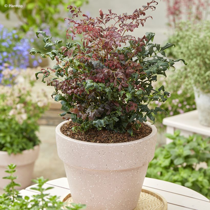 Nandina domestica Curly Obsessed (Porto)
