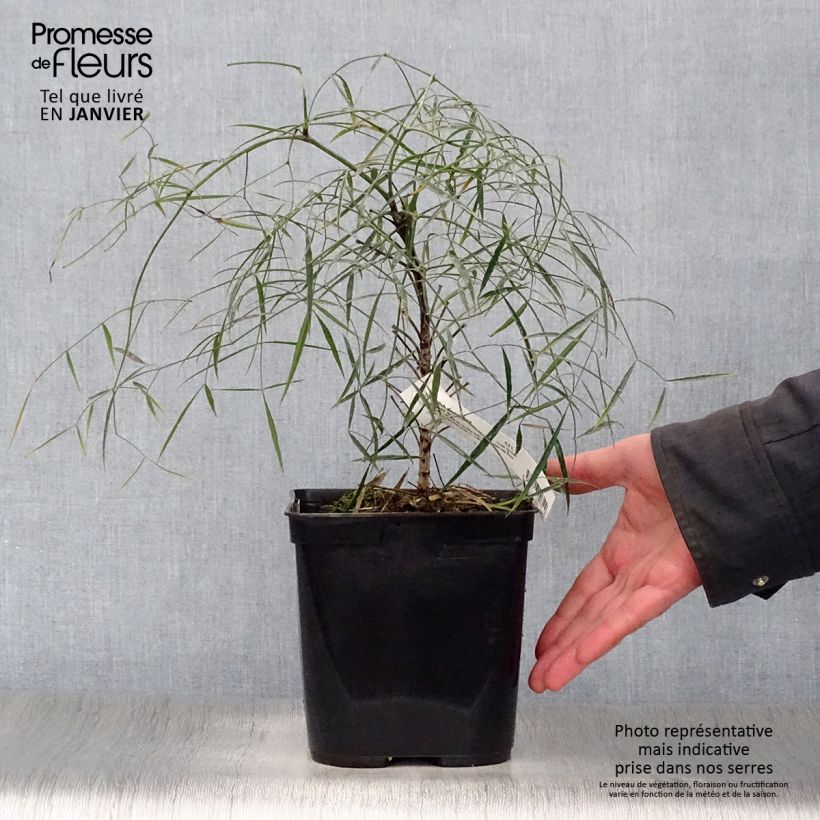 Nandina domestica Filamentosa Vaso da 2L/3L esemplare consegnato in inverno