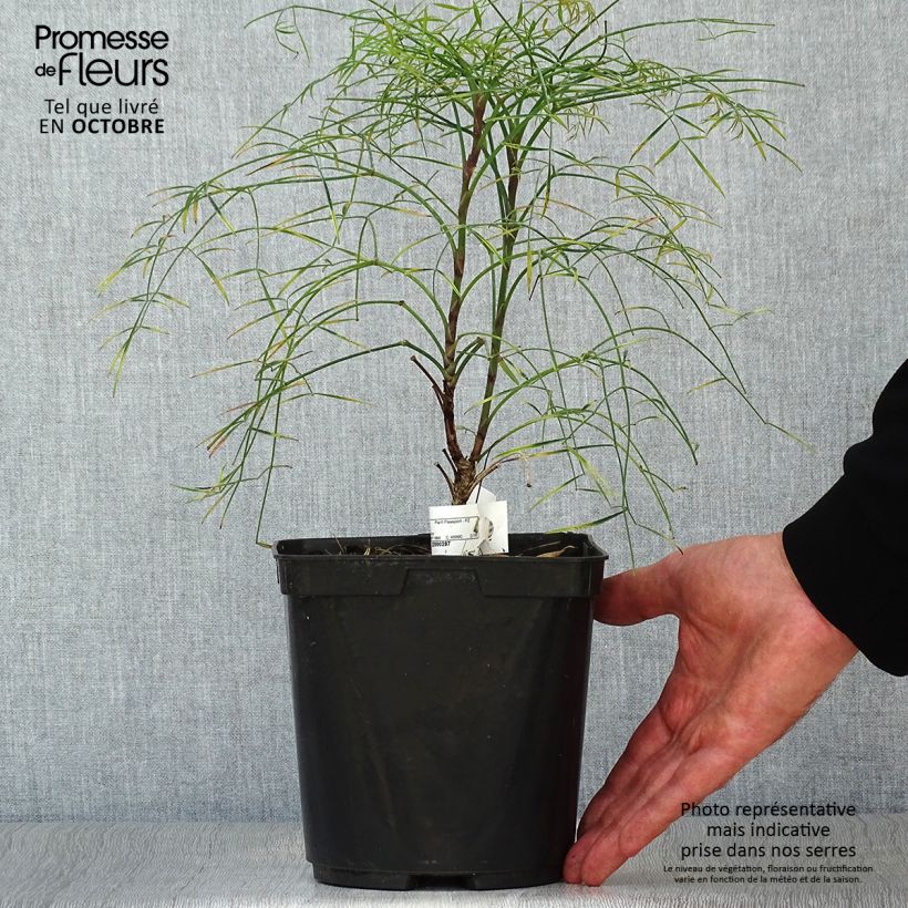 Esemplare di Nandina domestica Filamentosa Vaso da 2L/3L come consegnato in autunno