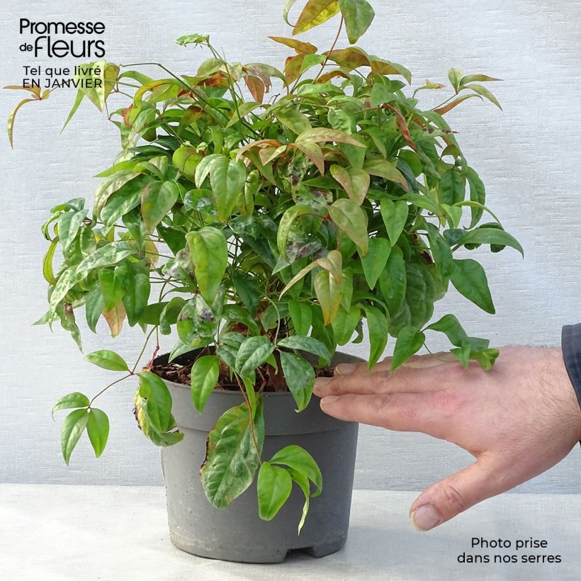 Nandina domestica Fire Power Vaso da 2L/3L esemplare consegnato in inverno