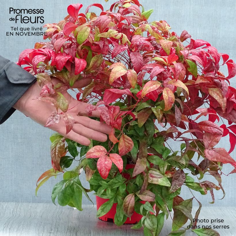 Esemplare di Nandina domestica Fire Power Vaso da 2L/3L come consegnato in autunno
