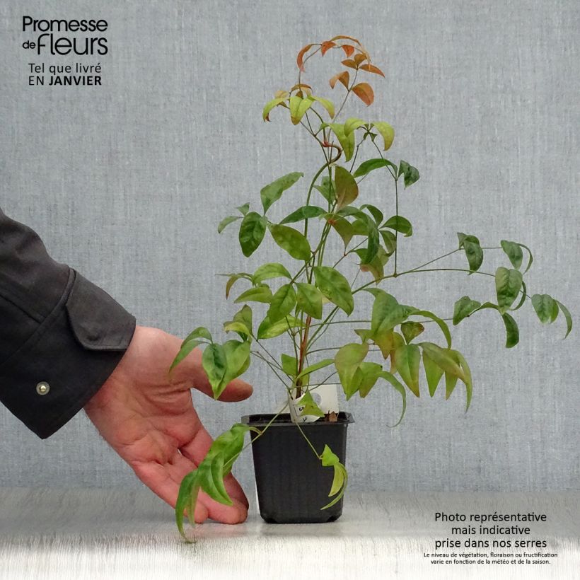 Nandina domestica Fire Power Vasetto da 8/9 cm esemplare consegnato in inverno