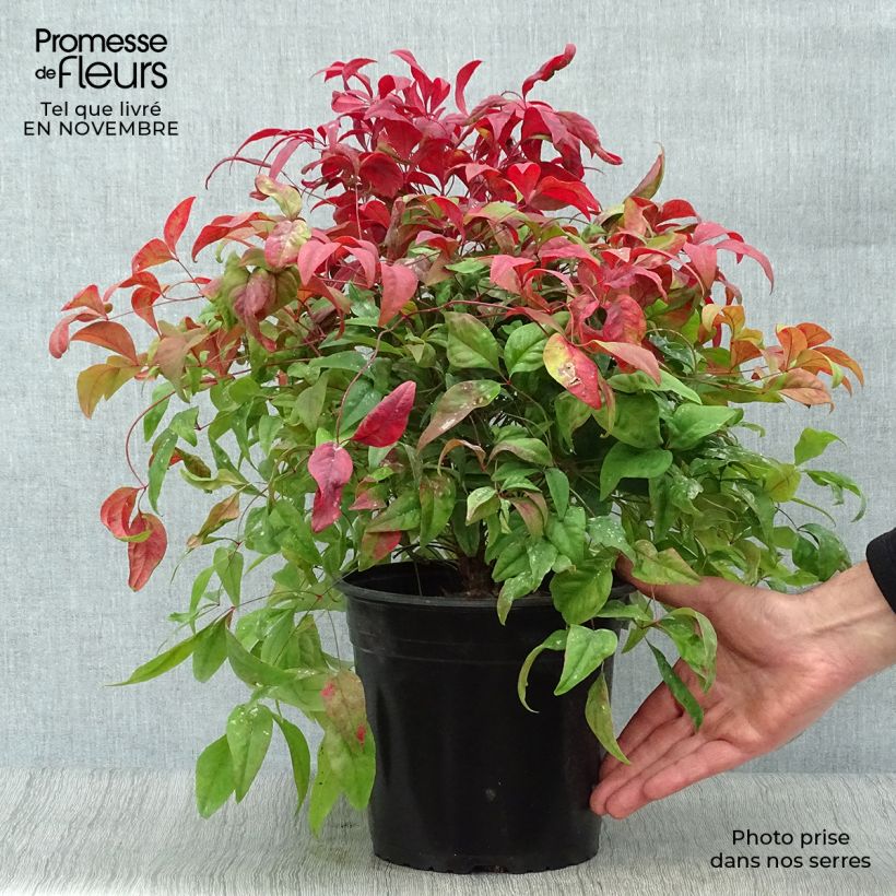 Esemplare di Nandina domestica Fire Power Vaso da 4L/5L come consegnato in autunno