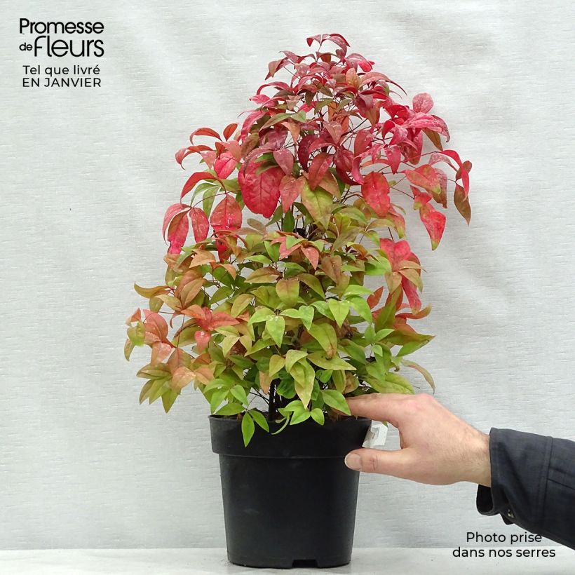 Nandina domestica Fire Power Vaso da 4L/5L esemplare consegnato in inverno
