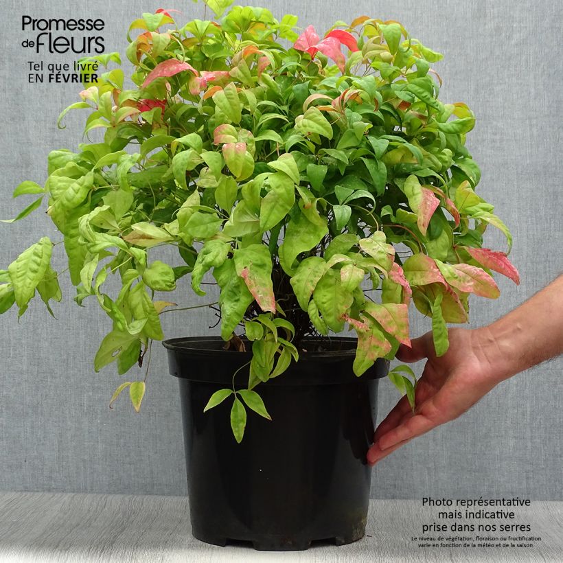 Esemplare di Nandina domestica Fire Power Vaso da 7,5L/10L come consegnato in autunno