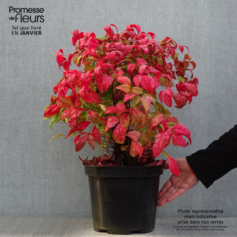 Nandina domestica Fire Power Vaso da 7,5L/10L esemplare consegnato in inverno