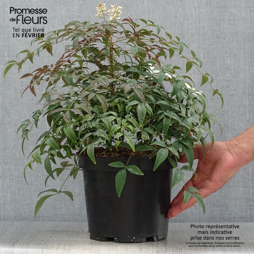 Esemplare di Nandina domestica FLIRT Murasaki Vaso da 3L/4L come consegnato in autunno