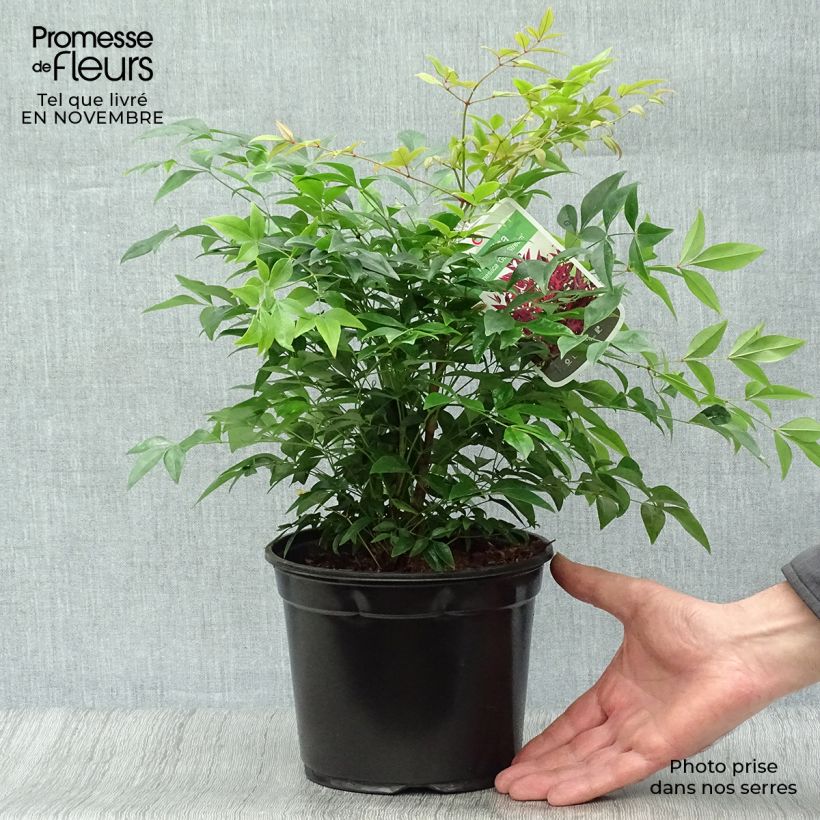 Esemplare di Nandina domestica Gulf Stream Vaso da 2L/3L come consegnato in autunno