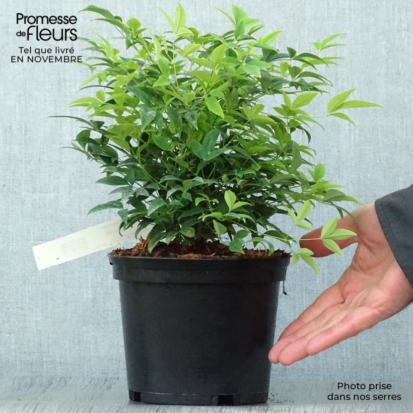 Esemplare di Nandina domestica Lemon and Lime Vaso da 2L/3L come consegnato in autunno