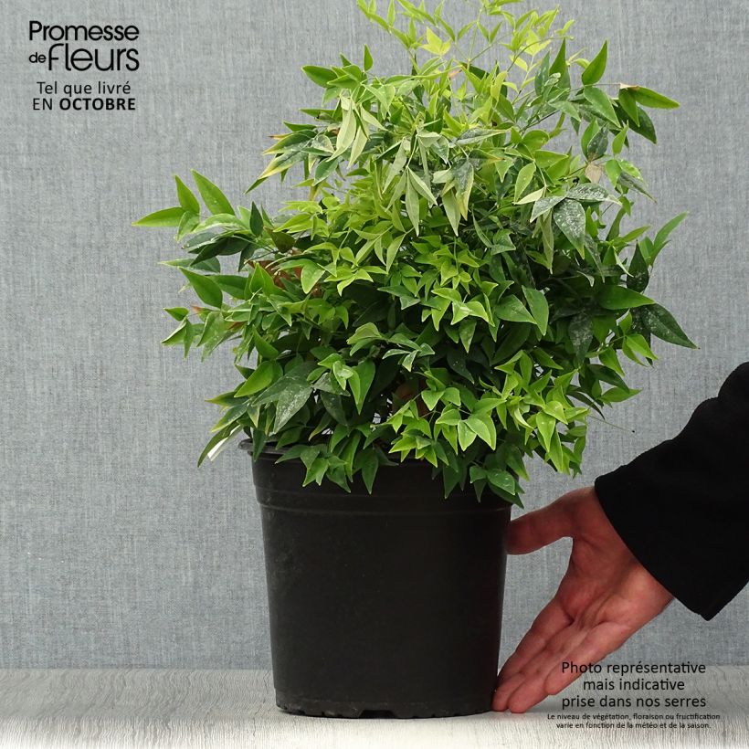 Esemplare di Nandina domestica Lemon and Lime Vaso da 4L/5L come consegnato in autunno