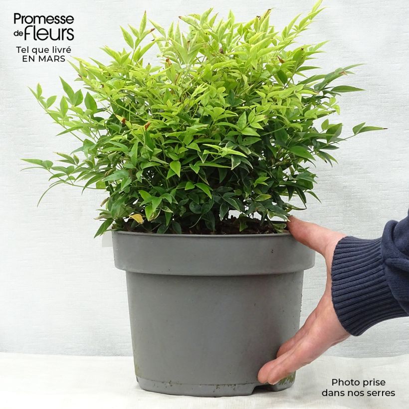 Nandina domestica Lemon and Lime Vaso da 4L/5L esemplare consegnato in primavera