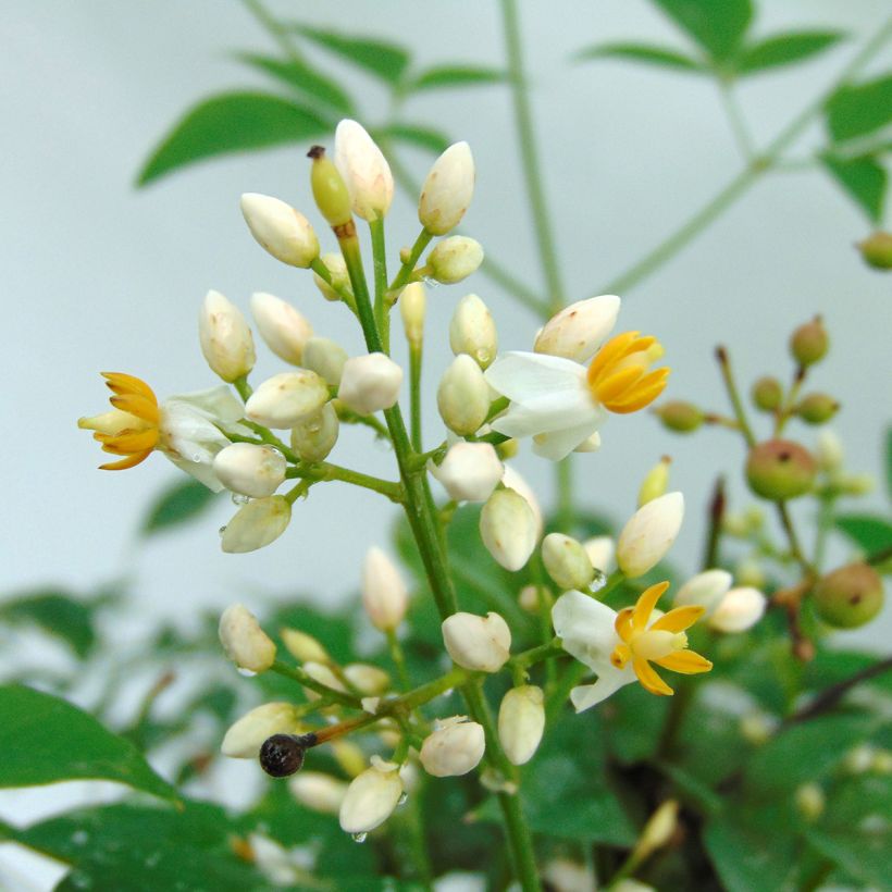 Nandina domestica Richmond (Fioritura)