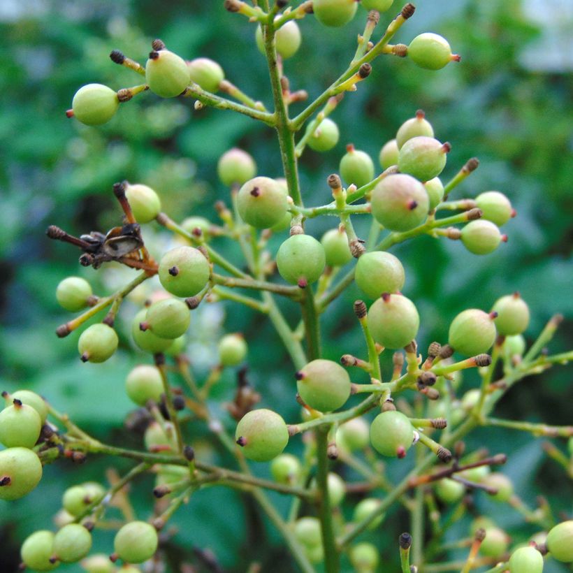 Nandina domestica Richmond (Raccolta)