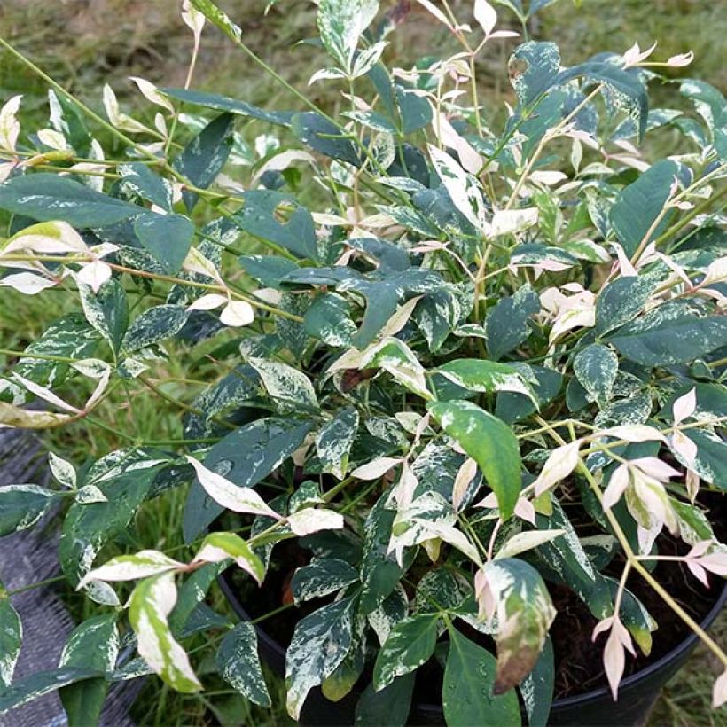 Nandina domestica Twilight (Fogliame)