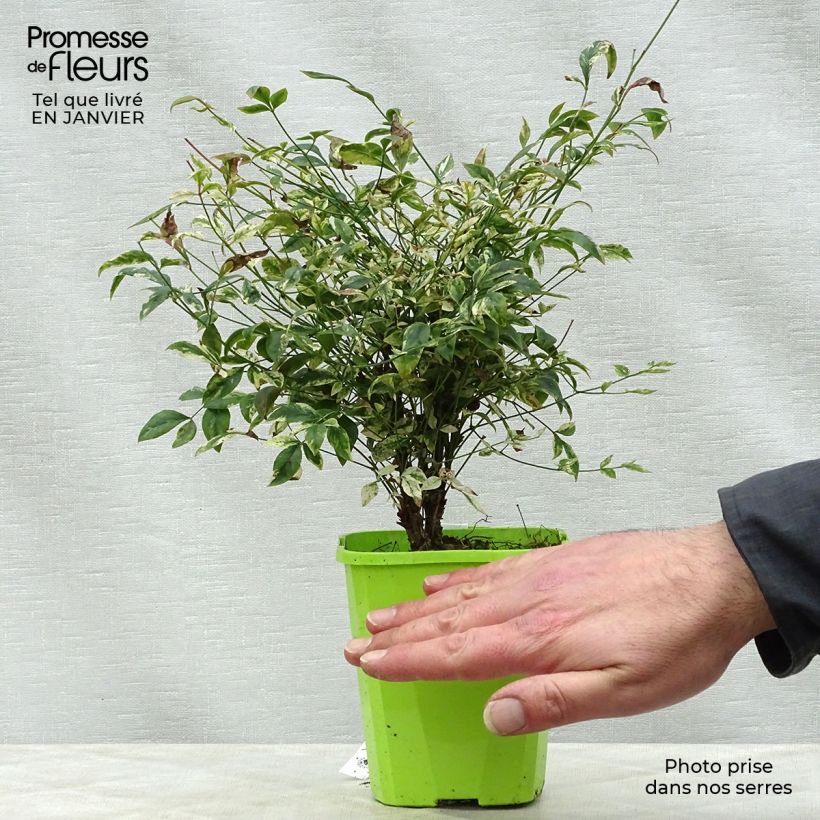 Nandina domestica Twilight Vasetto da 8/9 cm esemplare consegnato in inverno