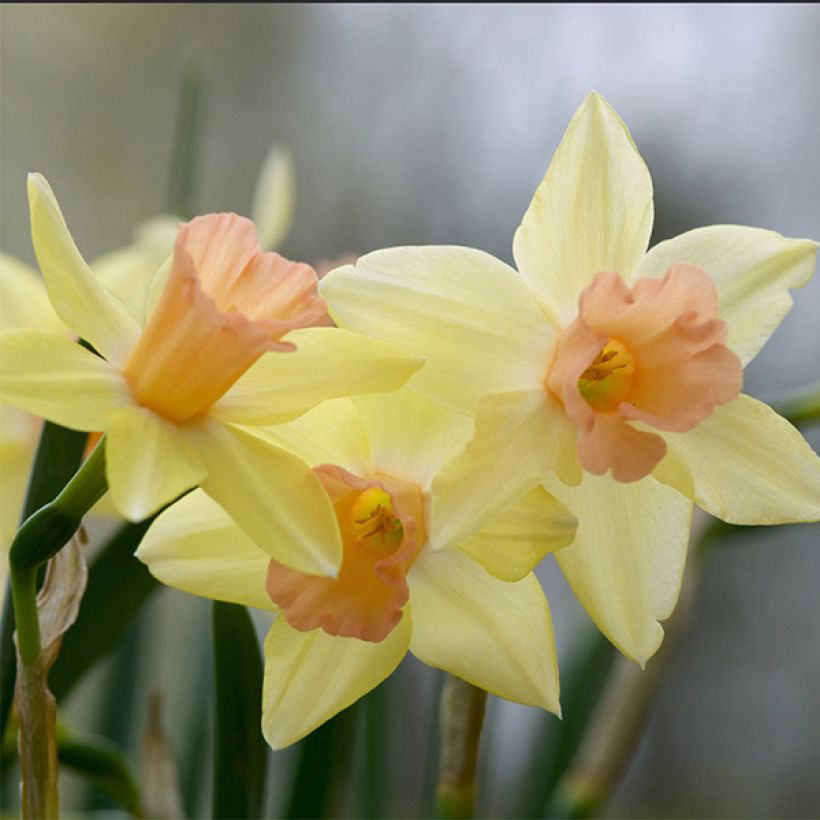 Narciso Blushing Lady (Fioritura)
