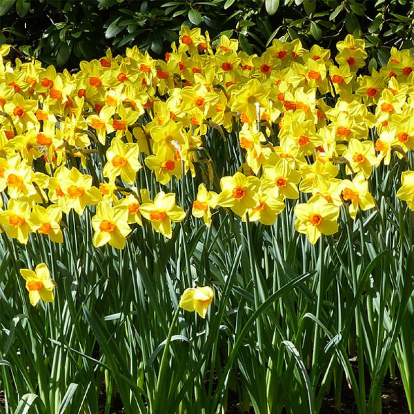 Narciso coronato Brackenhurst (Fioritura)