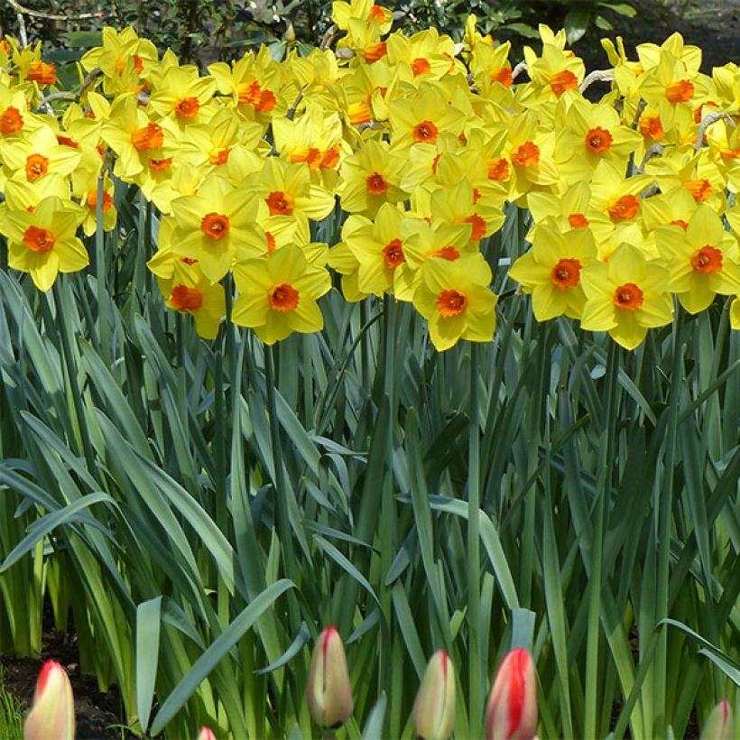 Narciso coronato Brackenhurst (Porto)