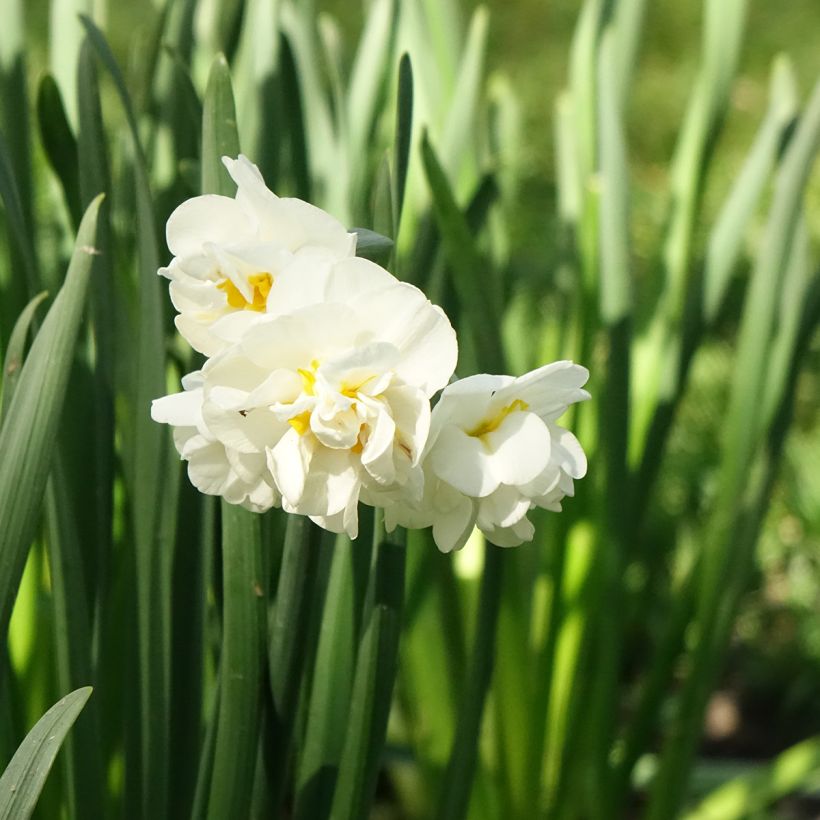 Narciso Tazetta Bridal Crown (Fioritura)