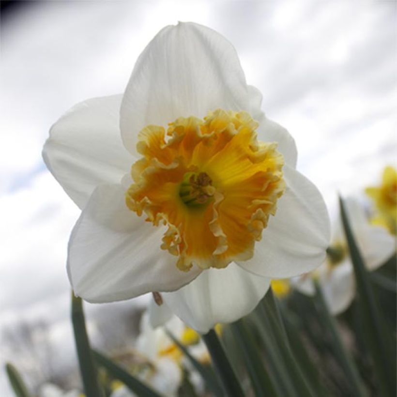 Narciso coronato Chantilly (Fioritura)