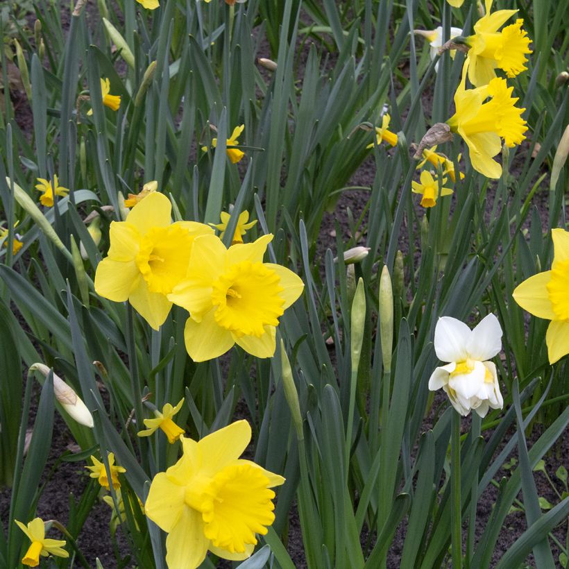Narciso Dutch Master (Porto)