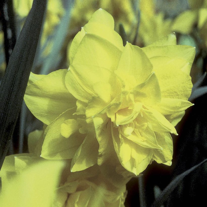 Narciso a fiore doppio Golden Ducat (Fioritura)