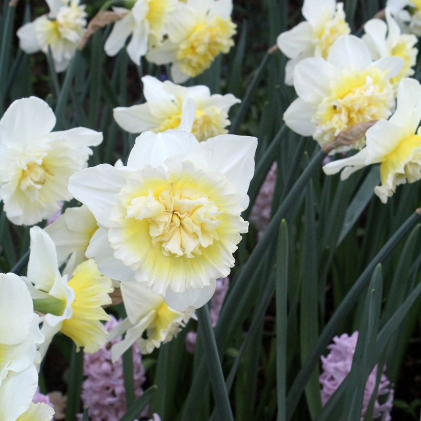 Narciso a fiore doppio Ice King (Fioritura)