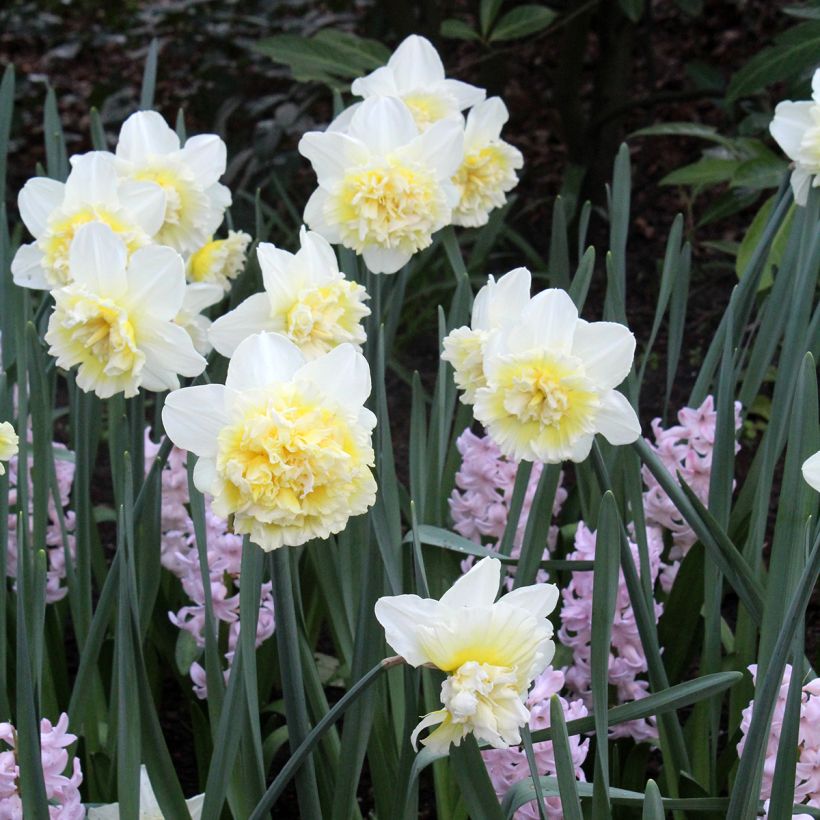 Narciso a fiore doppio Ice King (Porto)